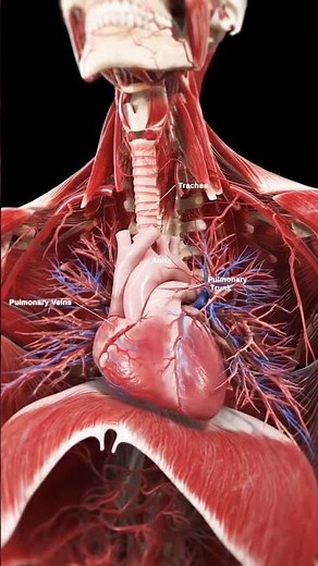 Corpo humano 3D - Coração e diafragma #anatomia #anatomy #corazon #coração #3d #respiration #musculo