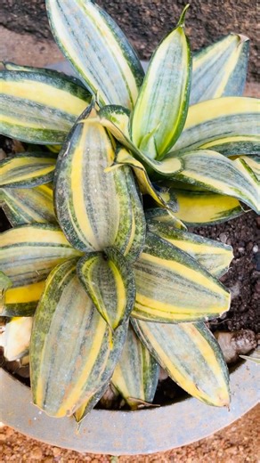 එන්නකෝ අදත් ලස්සන snak plants වර්ග ටිකක් බලන්න😍😍 #plants #flowers #greenplants#srilanka