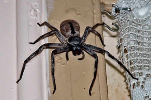 See the Absolutely Massive Spider This Man Found in His Home (and What He Did With It)
