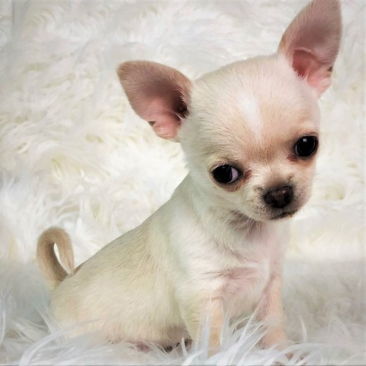 Chihuahua Puppies for Sale by Breeders | PuppySpot