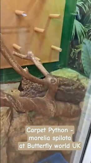 Carpet Python -morelia spilota at Butterfly world UK