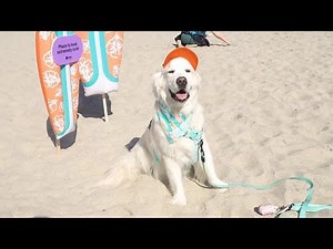 Dogs take to the waves in San Diego surf contest