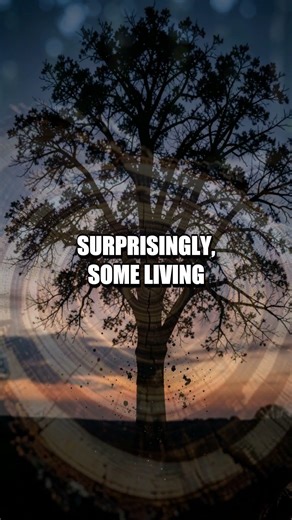 Did You Know The Hidden Stories Written in Tree Rings