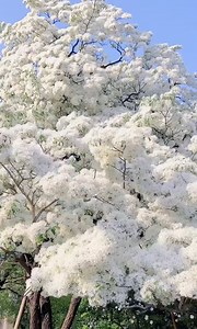 Feel the wonder of the nature by enjoying this blooming Chinese fringe-tree or Chionanthus retusus. Native to eastern Asia, the Chinese fringe-tree seems to be covered by snow when it fully blooms. #LaborDay #YouthDay #happy #foryou #Travel | China Plus South Africa | Facebook