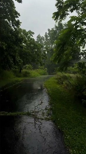 Rainy forest walk in calm nature