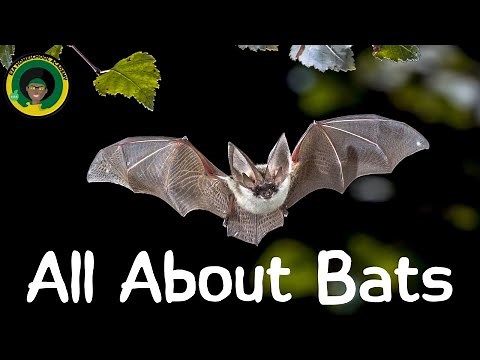 Bat Life Cycle | All about Bats