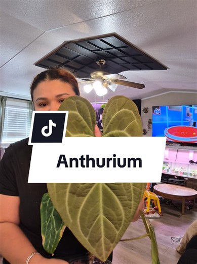 This anthurium sized up so nicely, now that I started collecting variegated anthuriums I think i will need a 5th greenhouse just for them. They get big so fast 😊 #anthuriums #rareanthurium #rareplantcollector #anthuriumlovers #anthuriumaddict