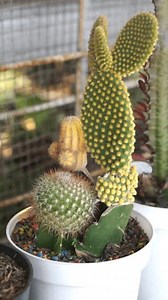 Various Types Small Cactus Plants Arranged Stock Footage Video (100% Royalty-free) 3858219219 | Shutterstock