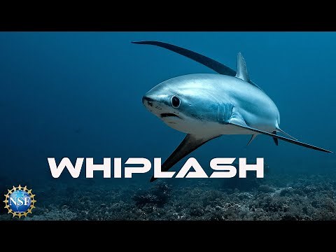 [Thresher Shark] Sleek, Poetic ... and Deadly