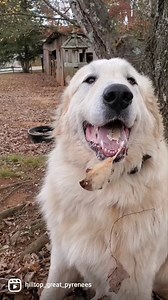 Total goofball eating hairballs! Great Pyrenees, great Pyrenees puppies, livestock guardian, livestock Guardian dogs, puppy training, dog training, adorable puppies, working dog, livestock guardian breed, LGD, homestead education, Tennessee farm, dog breeder, big white dog, giant dogs, goofy pup | Hilltop Great Pyrenees