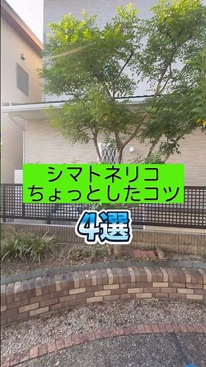 【シマトネリコ🌳】プロがしているちょっとしたコツ#庭師のVlog #一級造園技能士