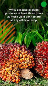 🌴 Palm oil is the world’s most versatile vegetable oil and used in 50% of products in the supermarket. Because of its wide use, it's critical to ensure it’s made in a sustainable way to support better outcomes for people, planet and prosperity. Why? Because oil palm produces at least three times as much yield per hectare as any other oil crop. If palm oil is boycotted it will result in MORE deforestation to plant alternative crops. When grown sustainably and in line with the RSPO Principles and