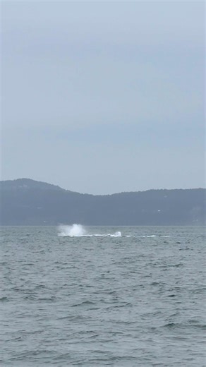 Winter Zodiac Whale Watching Tour, Dec 11: We were treated to a spectacular breaching show just 10 minutes outside of Victoria! The conditions were perfect despite the long week of rain and wind, so the orcas were probably just as thrilled as we were to enjoy some calmer waves. Video by zodiac captain Luke Jones @pacificwhalewatch @tourismvictoriabc @explorecanada @1percentftp @mersociety @happywhale_official #ExperienceTheWild #OrcaSpirit #wintertours #ecotourism #yyj #supportlocal #whales #orc