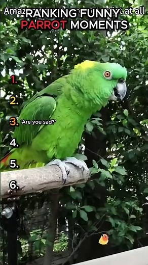 Funniest Parrot Moments Ranked! 🦜😂 #shorts