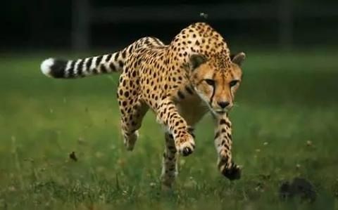 【纪录片/CCTV】央视猎豹纪录片合集