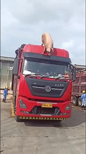 This slaughterhouse pig has found love and freedom#fyp #pet #animals | Loveanimals69 | Facebook