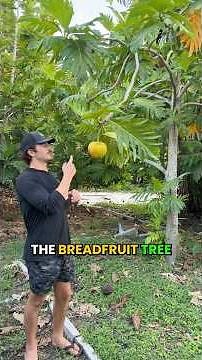 Breadfruit trees can feed families for generations! 🌳 #growinnhomes