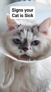 90K views · 1.7K reactions | Signs if your cat is sick and need help #reelsviralシ #fypreelsシ゚ #fypreelsシ゚viralシ #viralreelsシ #fypreelstrending #reelscats #catreels #catreelsfbviral #catreelsfb #fypシ゚ #reelspetlover #catcute | All about cats | Facebook