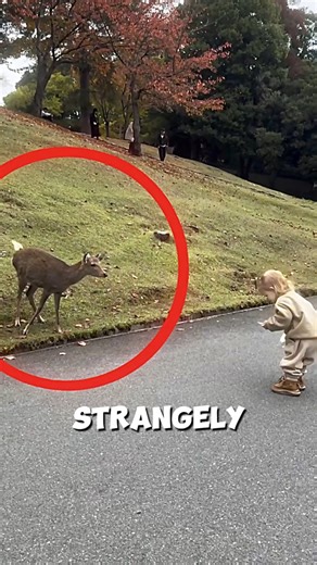 The little girl and a wild deer's unexpected friendship🦌💓