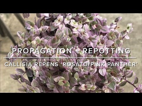 E5 Callisia Repens “Rosato/Pink Lady/Pink Panther” Propagation & Repotting