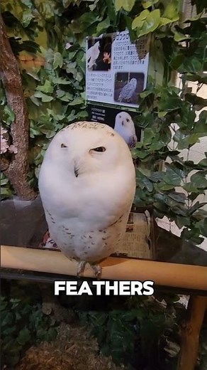 Albino Owl with Red Eyes #shorts #animals #wildlife