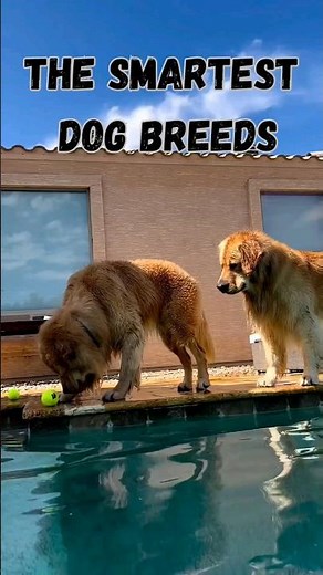 The Smartest Dog Breeds | Top 12