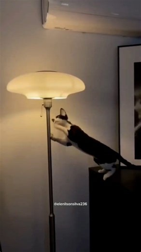 Cat light band karo #cat #funny #comedy | Pintu Comedy Shorts