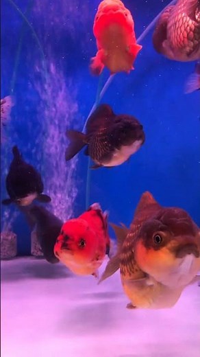 “Relaxing Aquarium Sounds | Beautiful Aquascape & Colorful Fish in 4K”