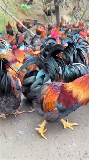 Free-range pheasants, raised on farms, buy with confidence. #chicken #britishfarm #britishproduce