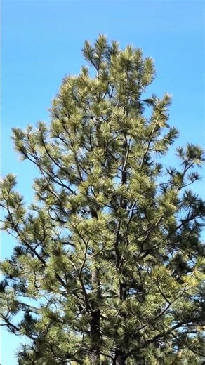 Crazy red-tailed hawk call#hawk#wildlife