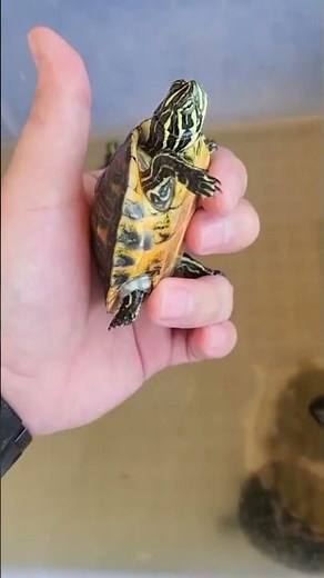 red belly nelson