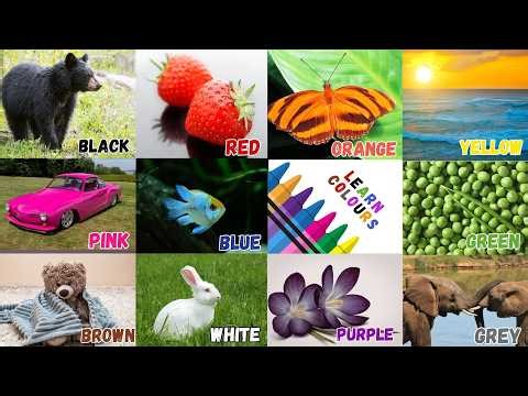 We Love All the Colors |Learn Colors for Toddlers| Red Red Strawberries| Lest Learn Red, Blue & More
