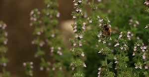 Video by Fey Films on Pexels