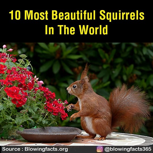 56K views · 1.1K reactions | 10 Most Beautiful Squirrels in the World | Facts that will blow your mind | Facebook