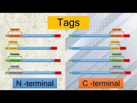 Protein Tagging 101 — Tags Made Simple