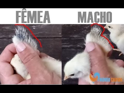HOW TO KNOW IF THE CHICK IS MALE OR FEMALE - Mundo Caipira