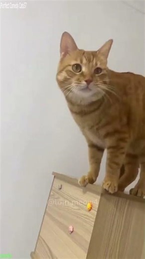 Cat Funny Videos 🐱 #animals 😻 # Episode 9112