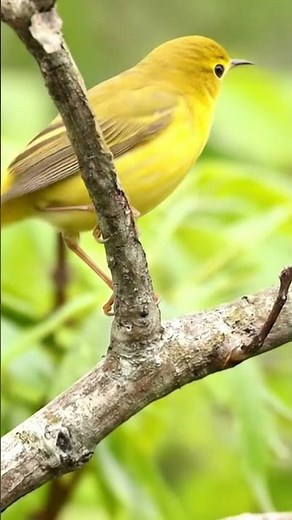 Yellow Warbler Song — Sweet 4K Field Clip | Setophaga petechia Sings Up Close | Bird Sounds Short