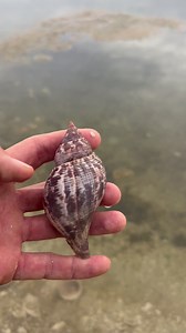 8.4K views · 256 reactions | What does shelling do for you and is it one of the most stressful activities or most relaxing?**#shell #truetulip #shells #reels #bestshelling #relaxing #explore #naturesbeauty #beautiful #snail #colorful #coastal #shelling #collect #collection #hobby #sea #ocean #beachlove #adventure #beachadventures #vacationadventures Video taken by Team Member Capt Colt | Reel Kind Fishing and Tours | Facebook