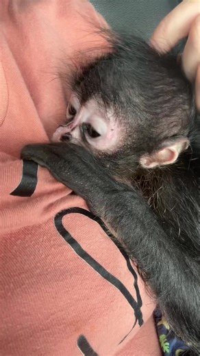 Yall please pray for us for the next week!!!! While living in a RV for a temporary time is not ideal when you have monkeys, but we have made the best of it, everyone was took care of and just fine. God has put in path us our forever home and we are beyond so excited and blessed at the same time!!!!!! A fresh start is an amazing chance to have and I’m thankful for it. Please don’t jump me or judge me before you even know me. I am a good primate momma and my babies love me as I love them! My child