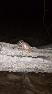 477 reactions · 232 shares | Ever hear this sound in early spring and think "what could that bird be?" Surprise, it's not a bird, it's a spring peeper! Spring peepers are a chorus frog that typically lives around woodlands and wetlands, like this one at Stroud Preserve. Thanks to Jarrod Shull for sharing this video. | Natural Lands | Facebook