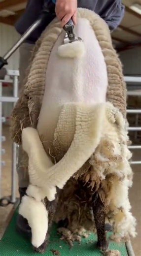 From Dirty to Bare in Seconds… This Sheep Shearing Machine Is Wild 😳✂️