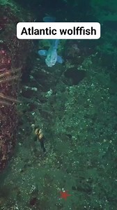 The Atlantic wolffish (Anarhichas lupus), also known as the seawolf, Atlantic catfish, ocean catfish, devil fish, wolf eel (the common name for its Pacific relative), woof or sea cat, is a marine fish of the wolffish family Anarhichadidae, native to the North Atlantic Ocean. The numbers of the Atlantic wolffish in US waters are rapidly being depleted, most likely due to overfishing and bycatch, and it is currently a Species of Concern according to the U.S. National Oceanic and Atmospheric Admini