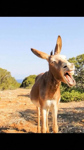 5.3K views · 241 reactions | This donkey wasn’t just laughing… he was performing. 𢡊I swear he’s the type who hears one joke and acts like it’s the funniest thing he’s ever heard in his whole donkey life.Turn your volume up — this dude had ME laughing like a cartoon character. #justforfun #AI #fypシ゚ #fbreelsvideo #followers | Funny Animals | Facebook