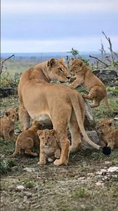 Mother Lioness Protecting and Teaching Her Cubs | Maasai Mara National Reserve | Travins World