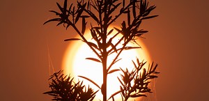 Ya comenzó un nuevo ciclo solar, según la NASA