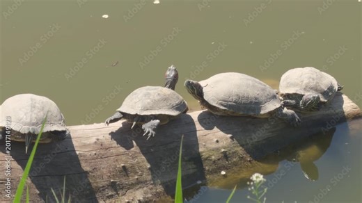 Four red eared slider turtles basking on a log above a pond on a sunny day