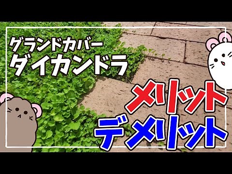 【グランドカバー】お庭のダイカンドラのメリットvsデメリット紹介、種からの育て方は？成長は？虫はつく？【ガーデニング】