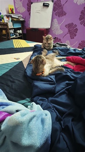 Zara vs. Luna #catvideos #cat #babyanimal #kitten #babycat #fight #catfight #cutekitty #catplay