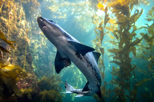 Leopard shark | Animals | Monterey Bay Aquarium